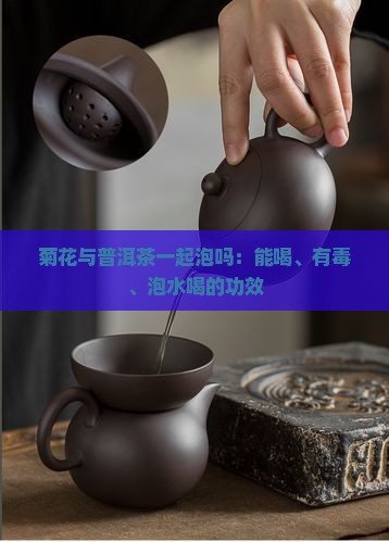 菊花与普洱茶一起泡吗