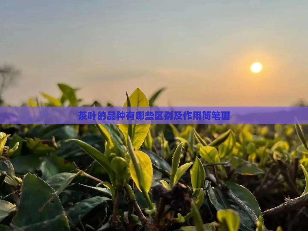 茶叶的品种有哪些