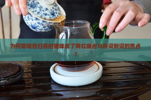 爱喝昔归茶的猫咪