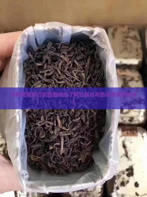 爱喝昔归茶的猫咪