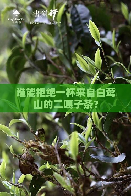 白莺山二嘎子茶