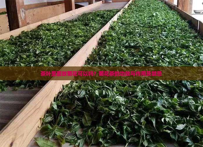 茶叶里面放菊花可以吗