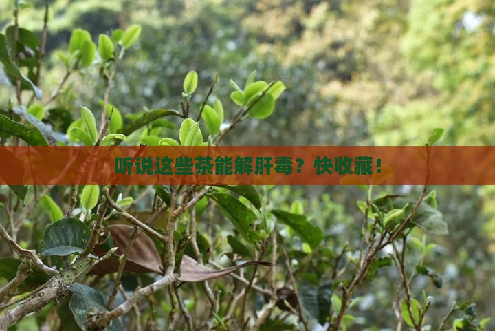 解肝毒的茶有哪些