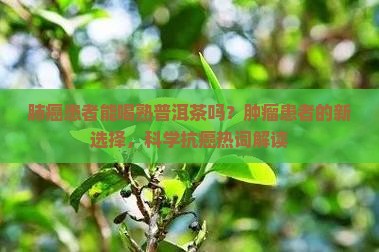肺癌患者能喝熟普洱茶吗