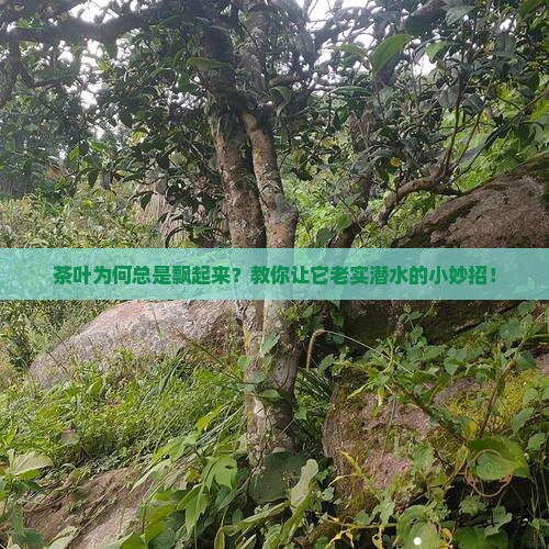 怎么能让茶叶不浮起来
