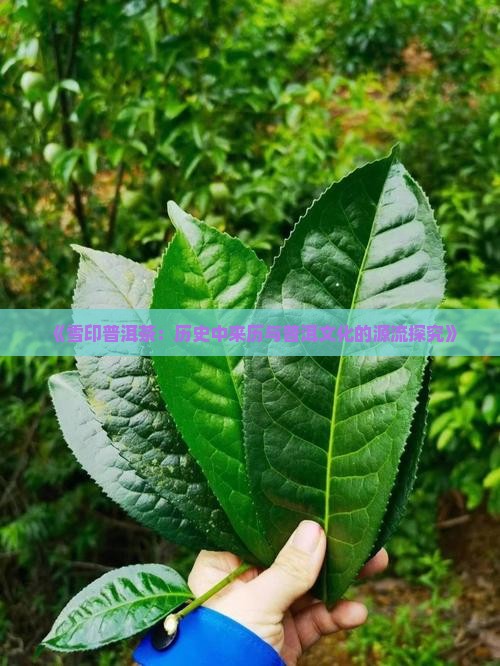 雪印普洱茶的来历