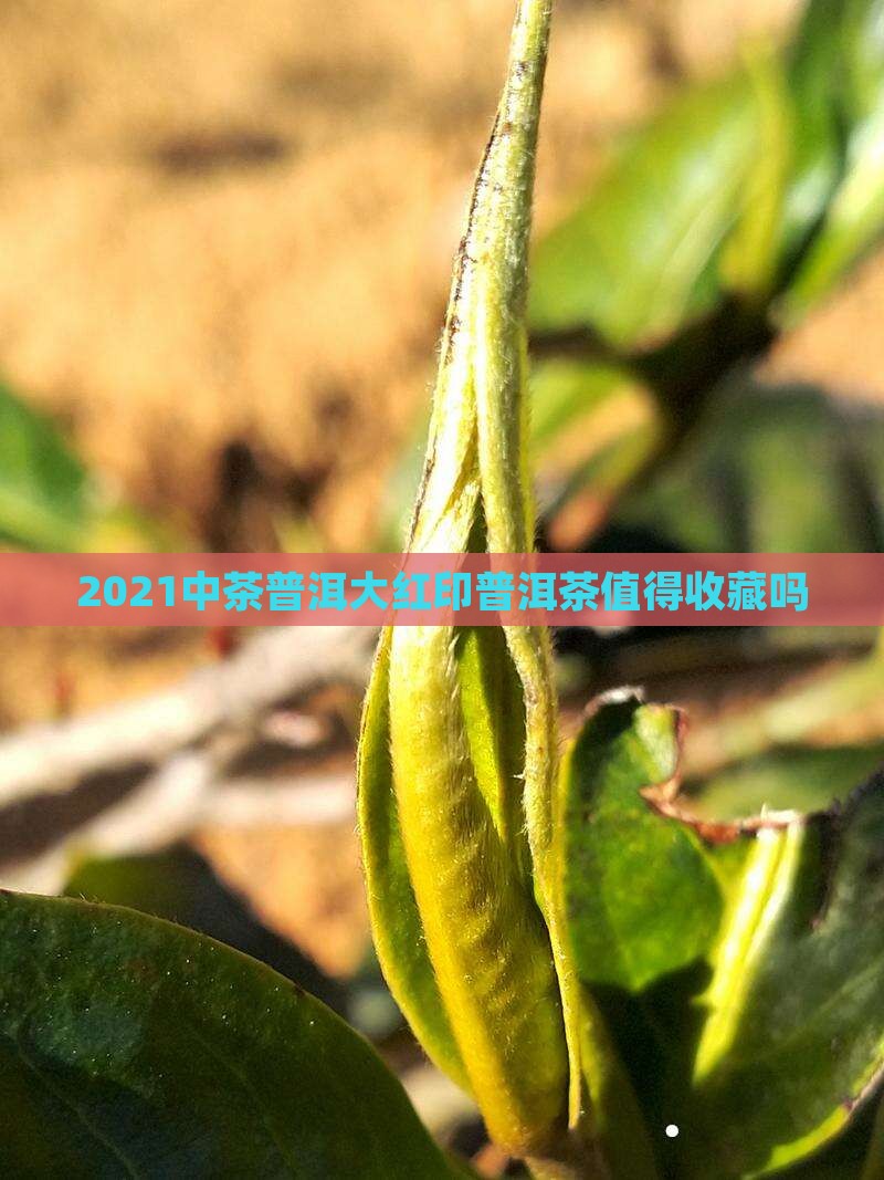 2021中茶大红印值得购买藏吗