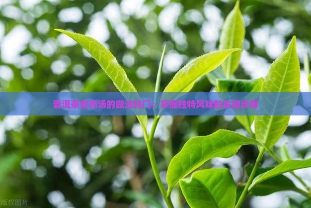普洱茶煮肉汤的做法窍门