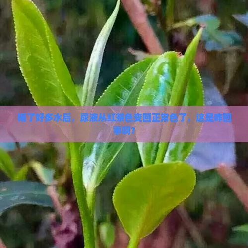 尿液红茶色喝水多后又正常色