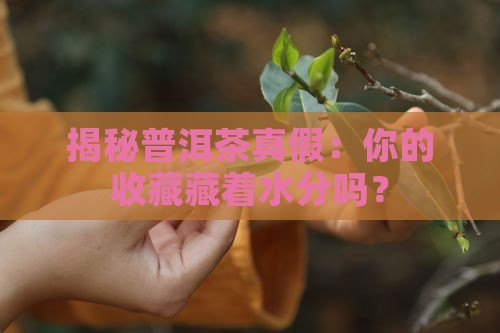怎么查普洱茶的真假