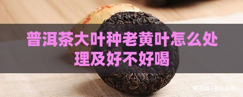 普洱茶大叶种老黄叶