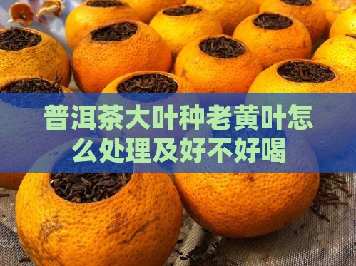 普洱茶大叶种老黄叶