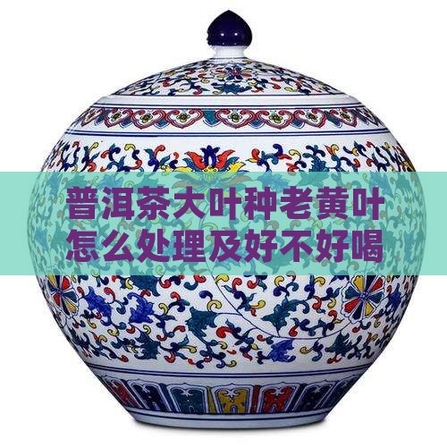 普洱茶大叶种老黄叶