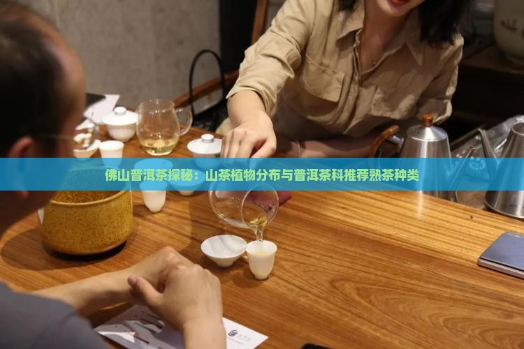 佛山熟普洱茶种类