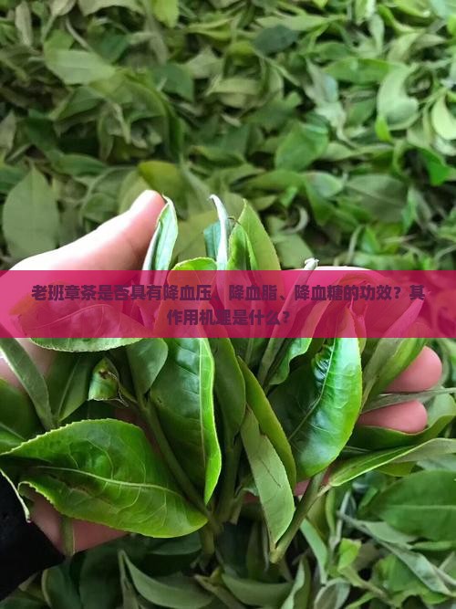 老班章茶能降三高吗