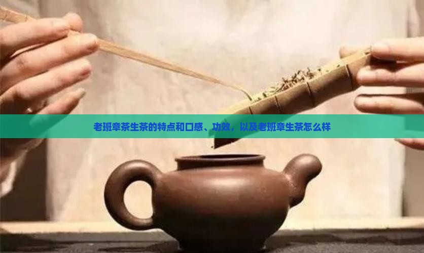 老班章茶生茶的特点和口感