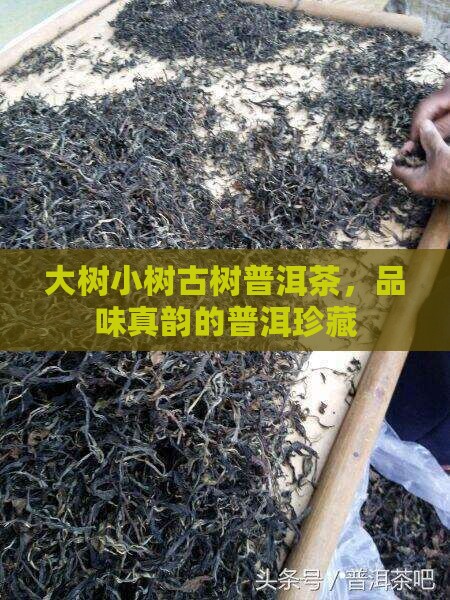 生态小树普洱茶