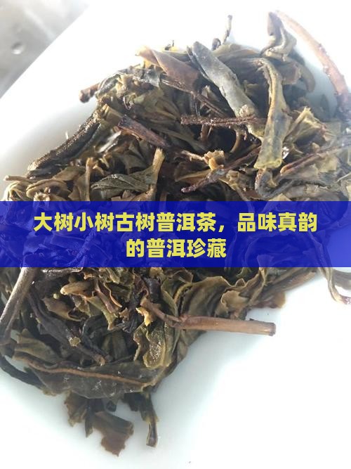 生态小树普洱茶