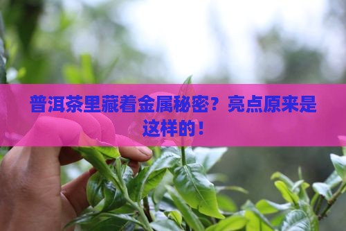 普洱茶有金属亮点