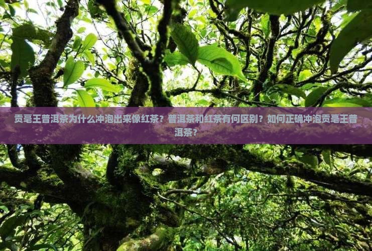 贡毫王普洱茶怎么像红茶