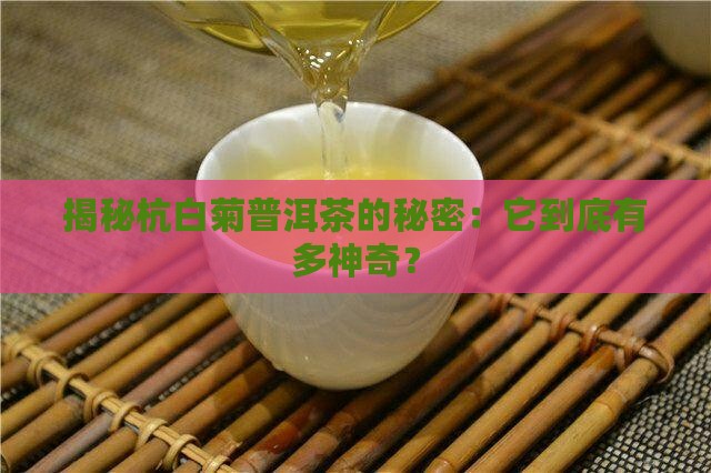 杭白菊普洱茶功效