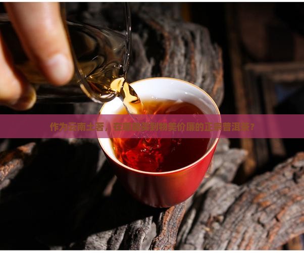 云南人在哪买普洱茶