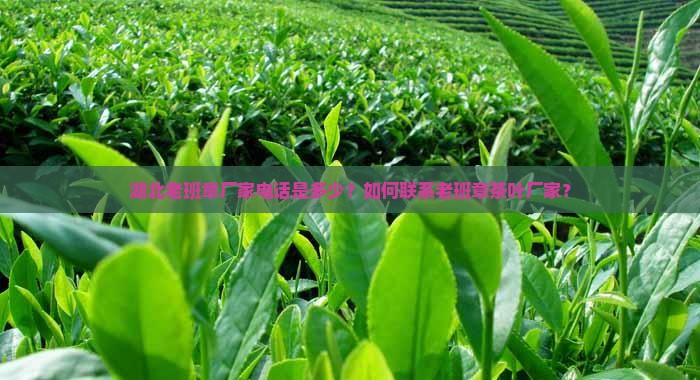 湖北老班章厂家电话 湖北老班章厂家电话