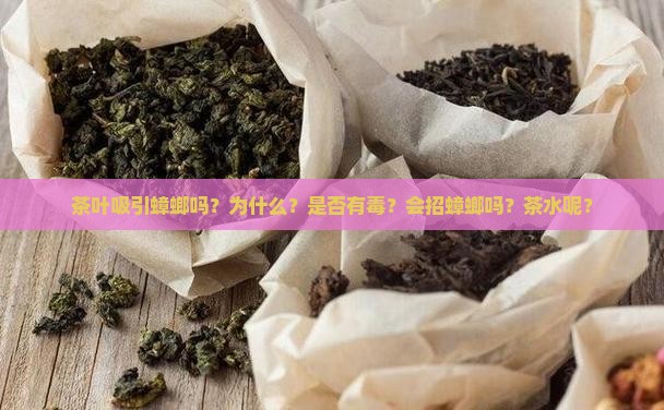 茶叶吸引蟑螂吗