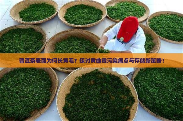 普洱茶表面长黄毛