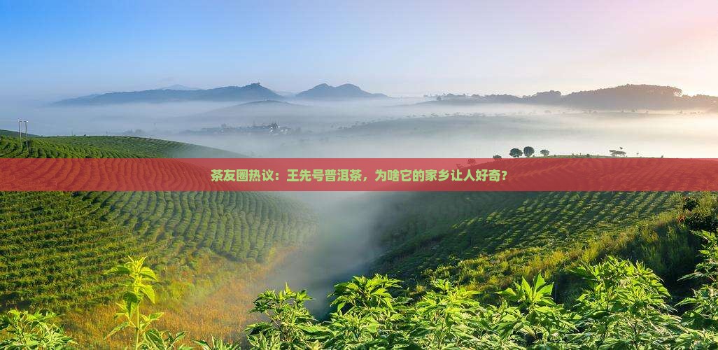 王先号普洱茶是产地