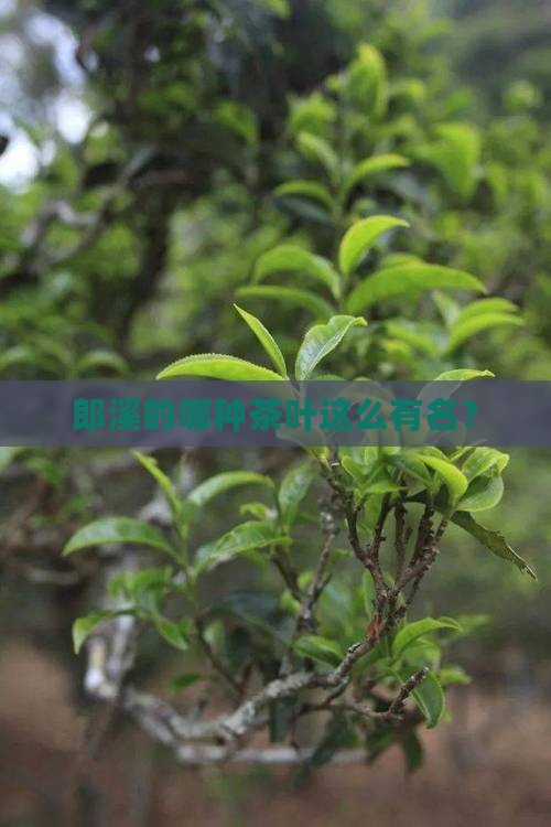 郎溪什么茶叶出名