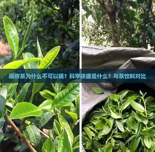 隔夜茶为什么不可以喝