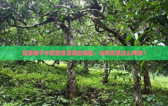 椰子水加普洱茶的功效和作用