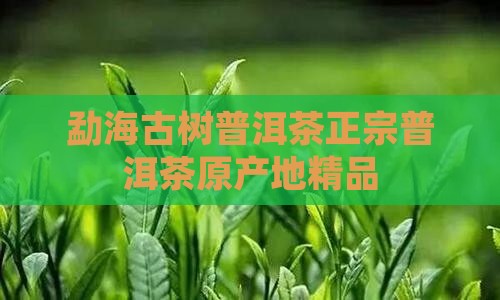 洱海县古树普洱茶