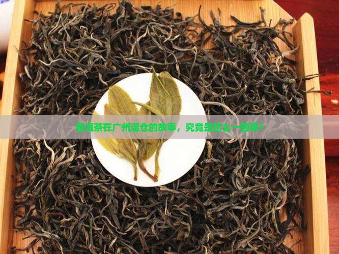 普洱茶广州湿仓由来