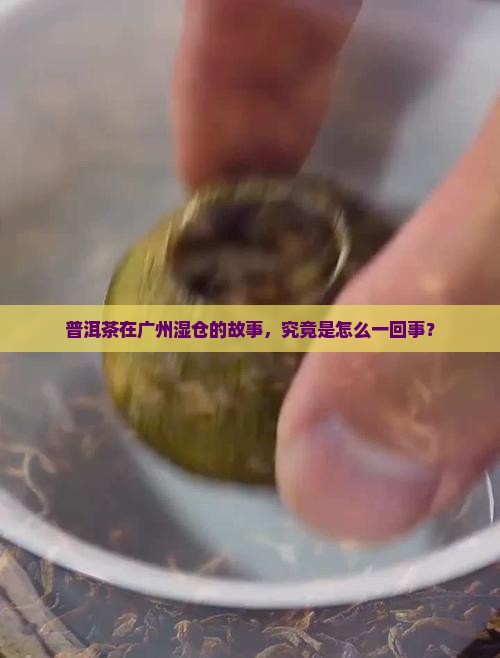 普洱茶广州湿仓由来
