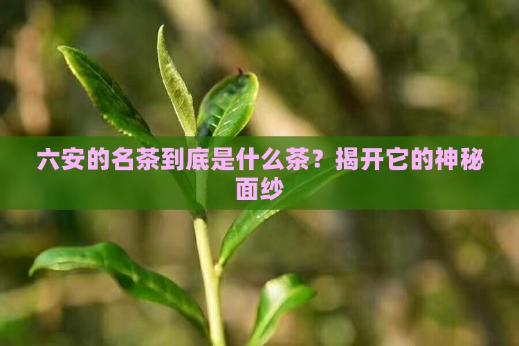六安的名茶是什么茶