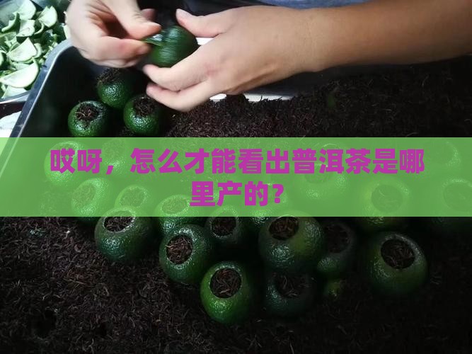 怎么判断普洱茶产地