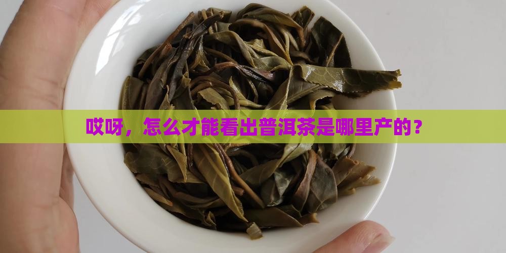 怎么判断普洱茶产地