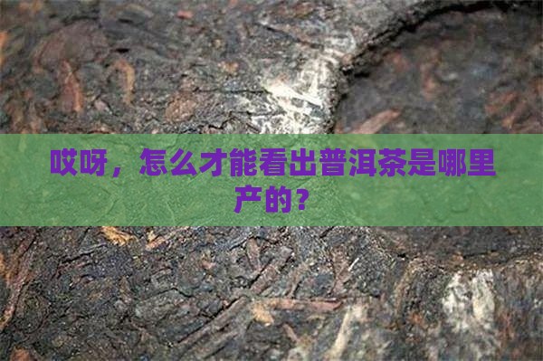 怎么判断普洱茶产地