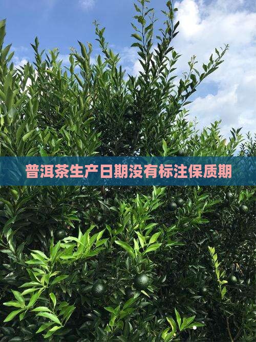 普洱茶没有标注保质期
