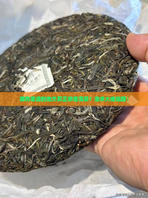 哪里买到正宗的普洱茶