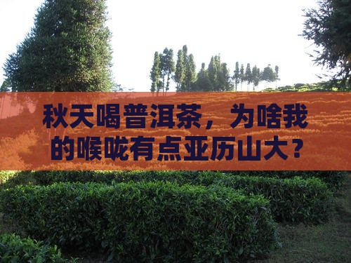 秋天喝普洱茶喉咙不舒服