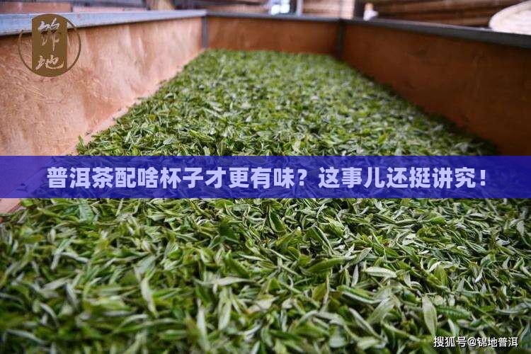 普洱茶用什么杯