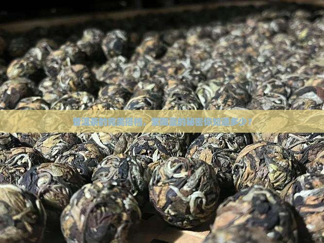 紫陶壶适合泡普洱茶吗