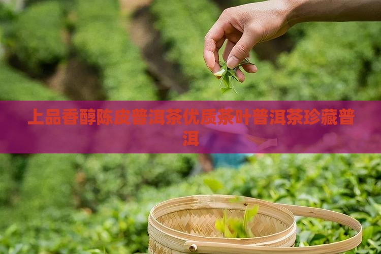 上品香醇陈皮普洱茶