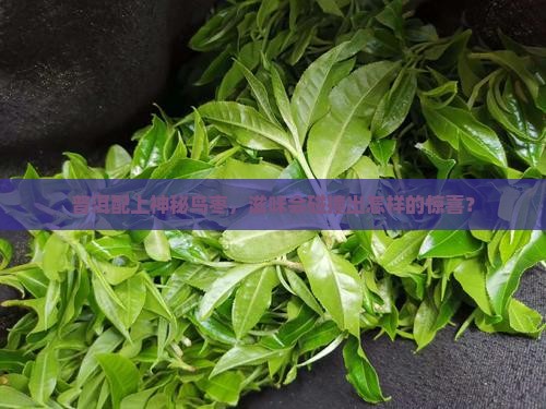 普洱茶加鸟枣作用