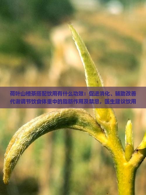 河叶山楂茶有什么功效
