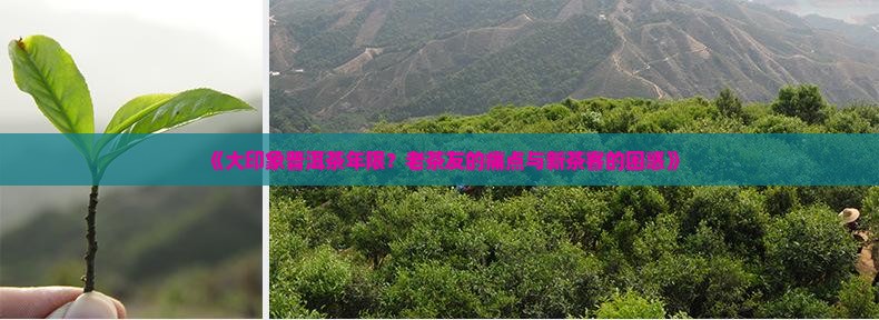 大印象普洱茶年限