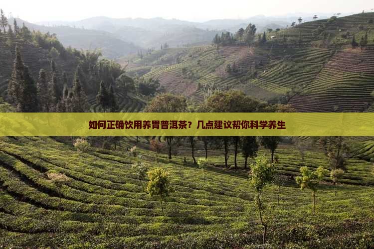养胃普洱茶该怎么喝